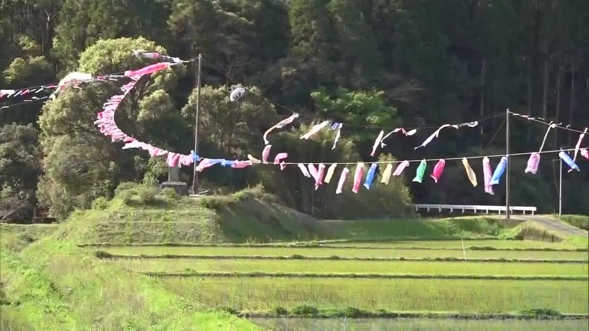 水田を泳ぐ約1000匹のこいのぼり