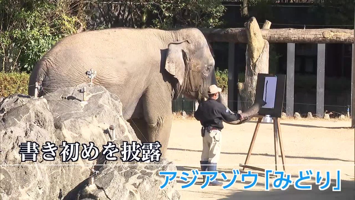 動物園の人気者が見事な筆遣い　アジアゾウ「みどり」が書初めを披露