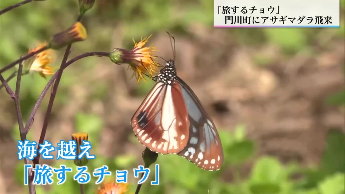 庭園を優雅に舞う「旅するチョウ」アサギマダラが宮崎県門川町に飛来
