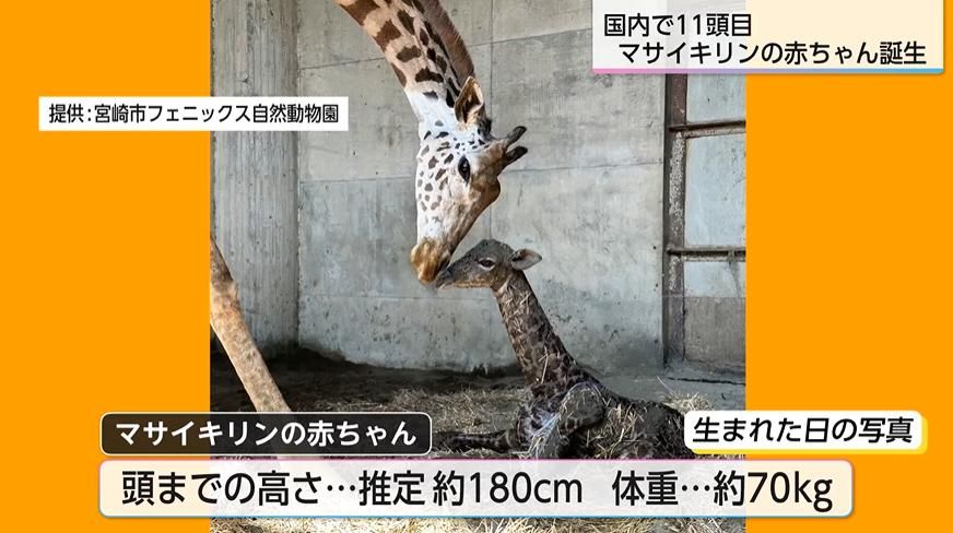 国内11頭目 希少なマサイキリンの赤ちゃん誕生 「小さい時のキリンを見