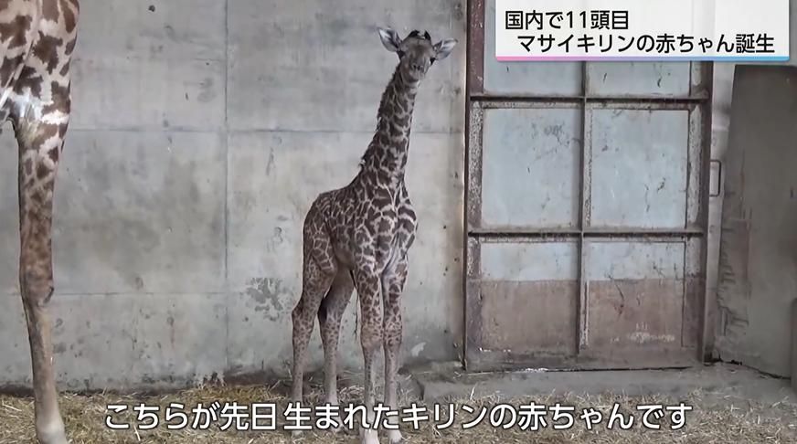 国内11頭目 希少なマサイキリンの赤ちゃん誕生 「小さい時のキリンを見