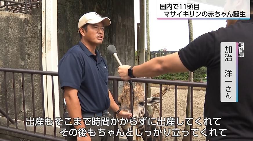 国内11頭目 希少なマサイキリンの赤ちゃん誕生 「小さい時のキリンを見