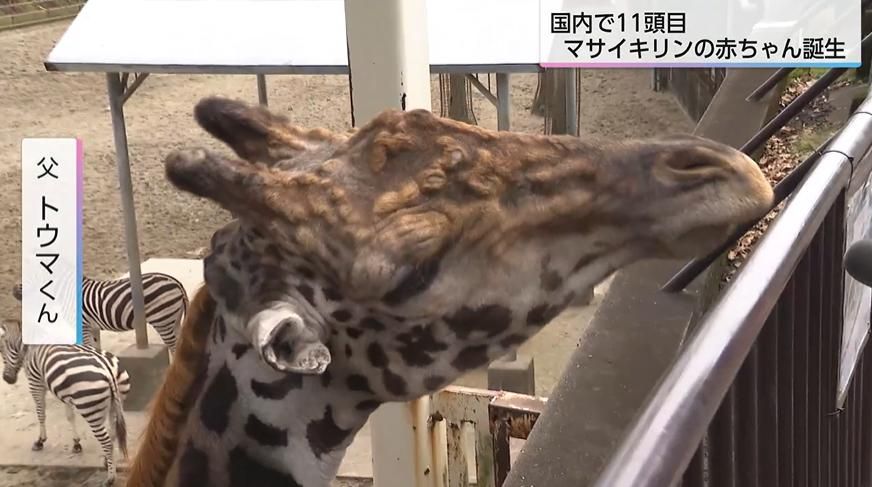 国内11頭目 希少なマサイキリンの赤ちゃん誕生 「小さい時のキリンを見