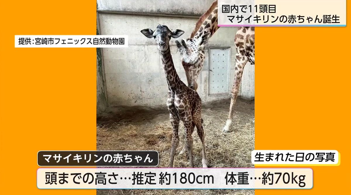 国内11頭目 希少なマサイキリンの赤ちゃん誕生 「小さい時のキリンを見