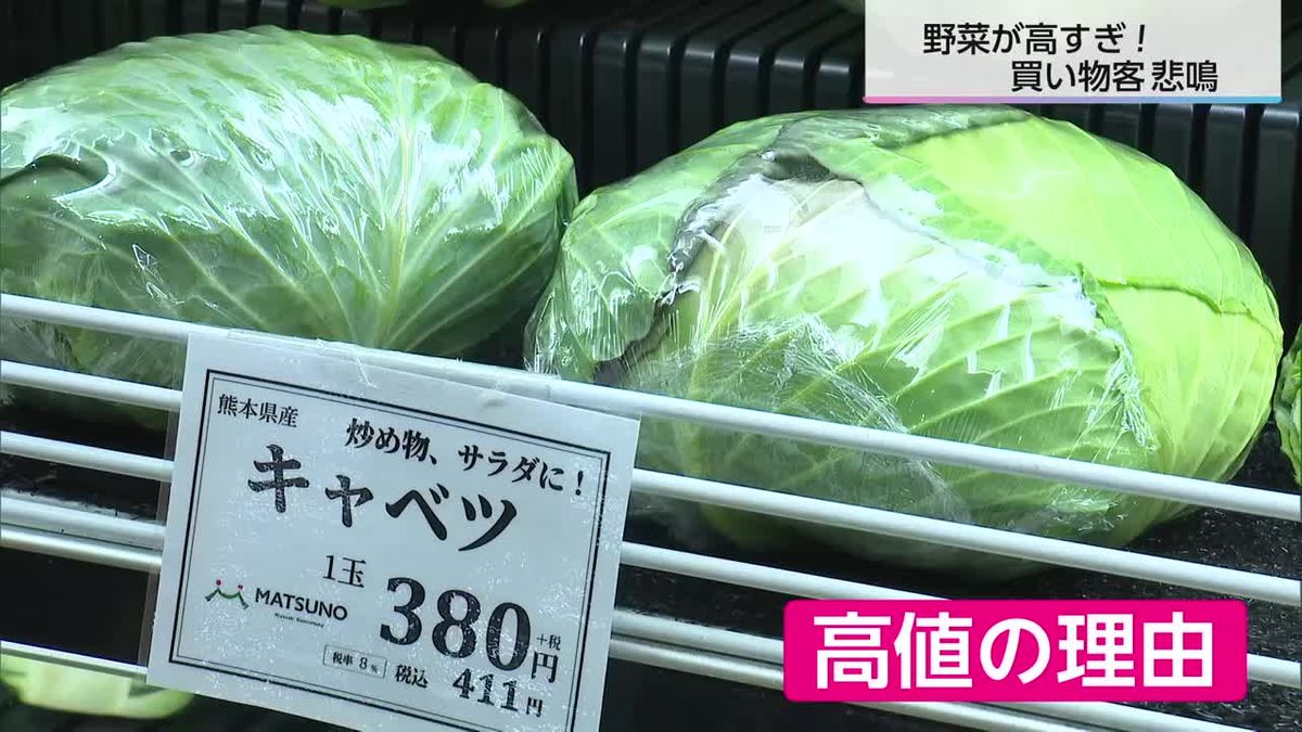 「キャベツが高すぎる！」バイヤーも驚きの値上がり　価格安定の時期は不透明