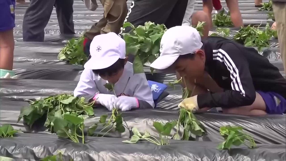 地元の特産品を知って　小学生がカンショの植え付け体験