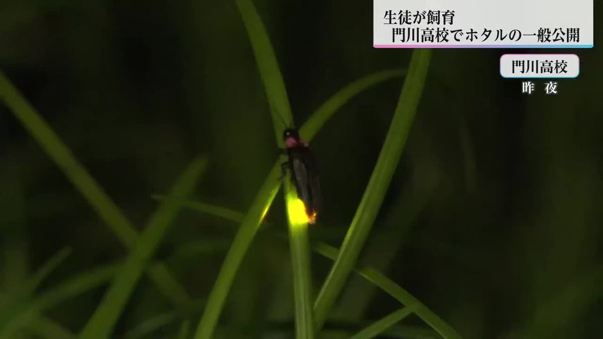 生徒たちが完全飼育　門川高校でホタルの一般公開