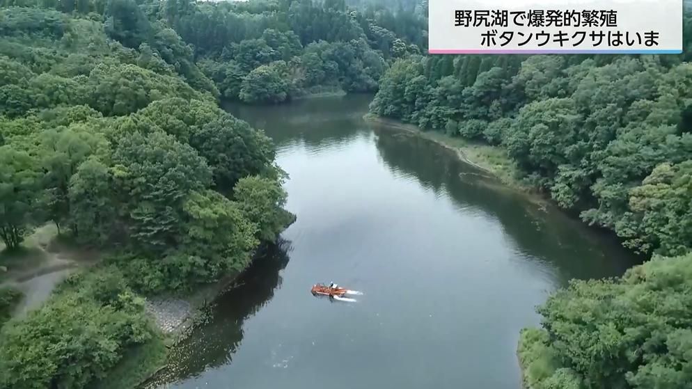 爆発的に繁殖した外来植物の撤去が劇的に進む 湖全体を埋め尽くしていた「ボタンウキクサ」 少しでも残すと3カ月で1000倍に!?【宮崎発】