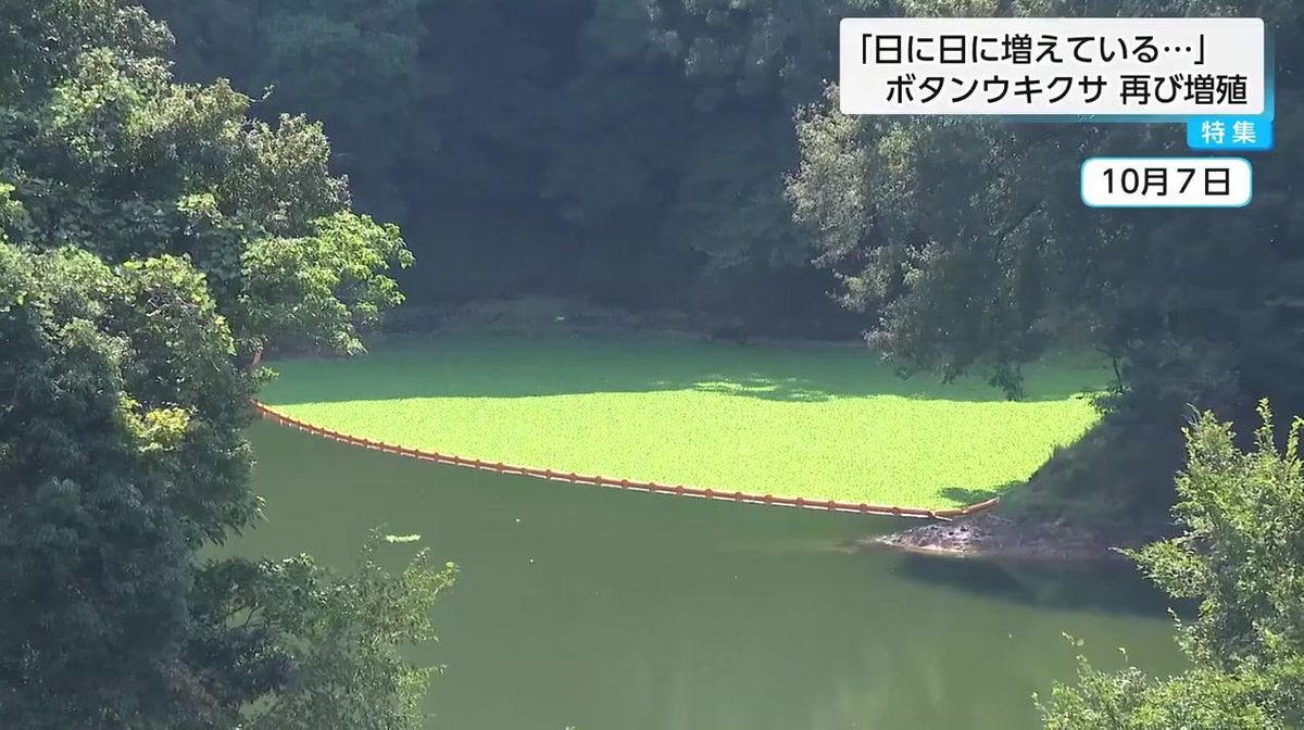 2ページ目 「終わりなき戦い」特定外来生物「ボタンウキクサ」が再び大 