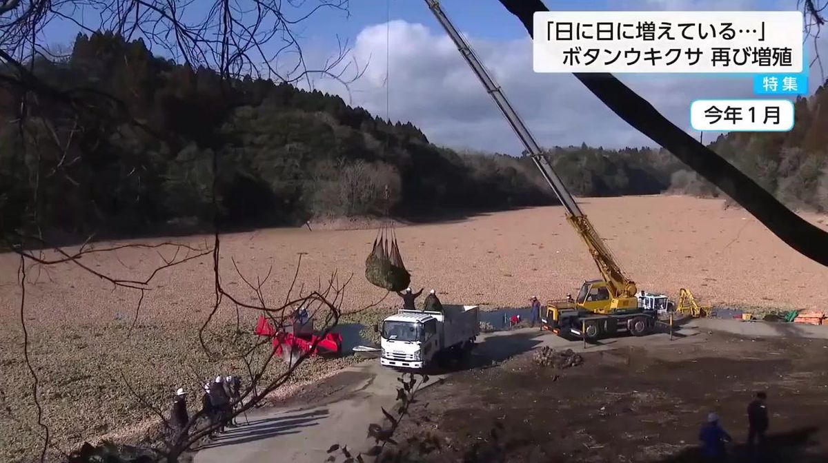 終わりなき戦い」特定外来生物「ボタンウキクサ」が再び大増殖 2億円