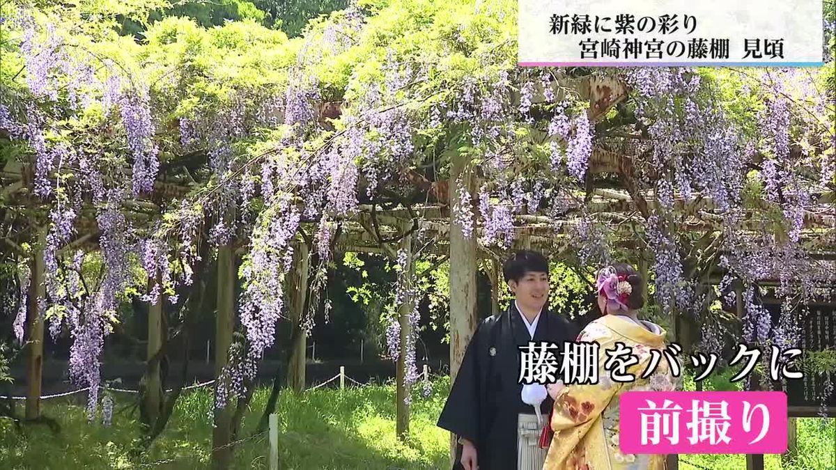 宮崎神宮の藤の花が満開　萩の茶屋ではツツジが見頃に