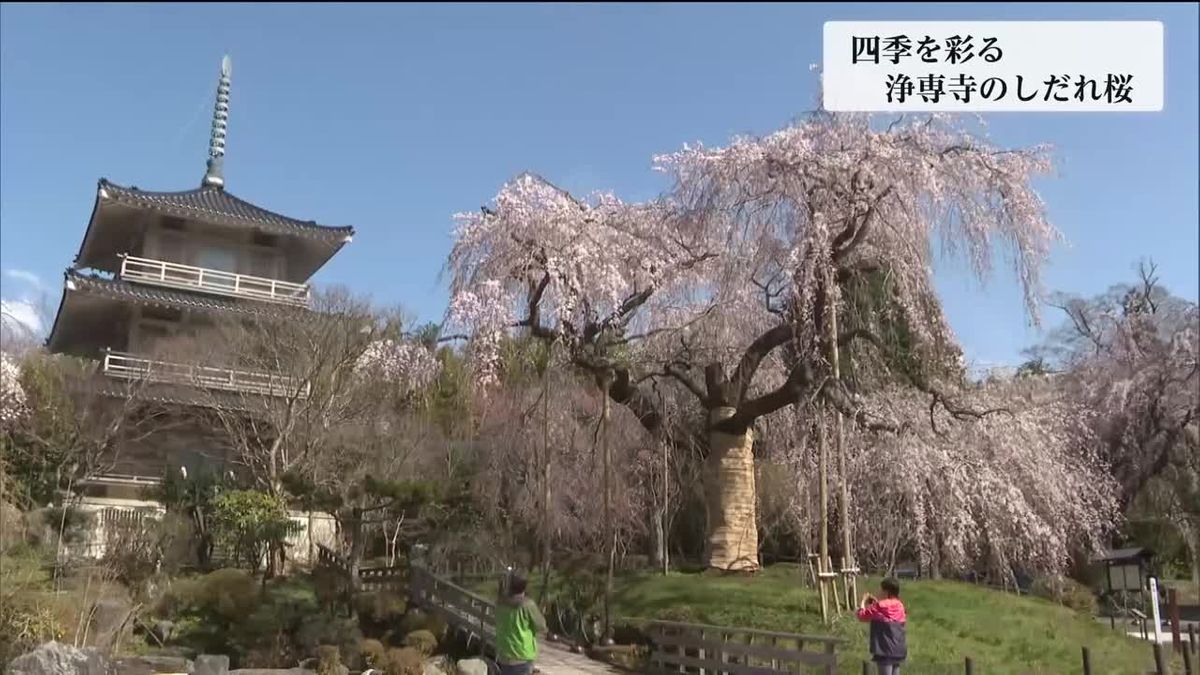 未来に残したい　五ヶ瀬町浄専寺のしだれ桜　四季の表情をカメラマンが撮影