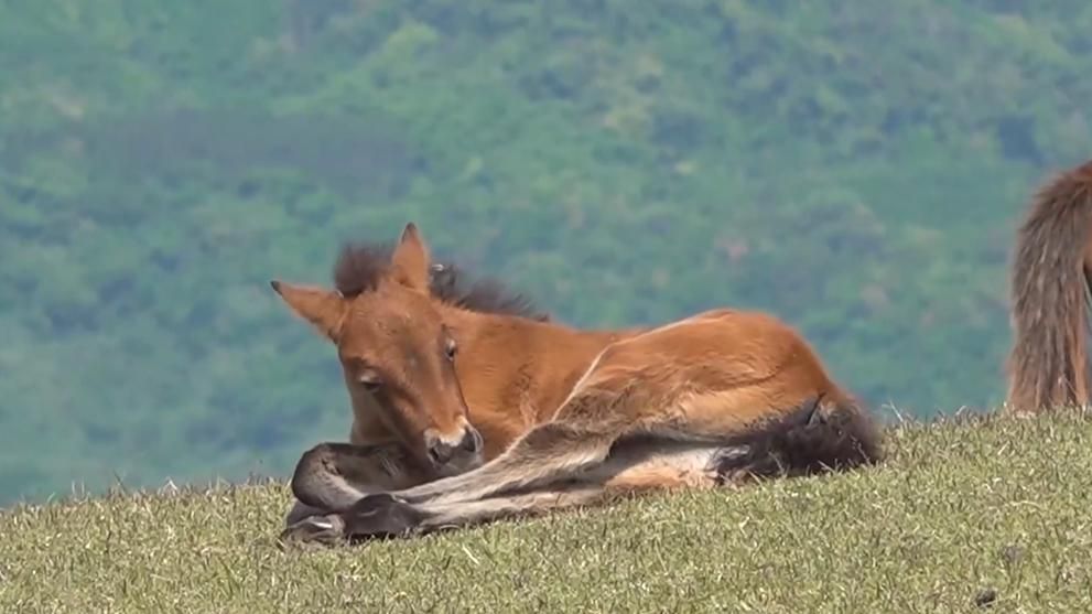 スヤスヤ眠る野生馬と、人懐っこい「春駒」が観光客の癒しスポットに