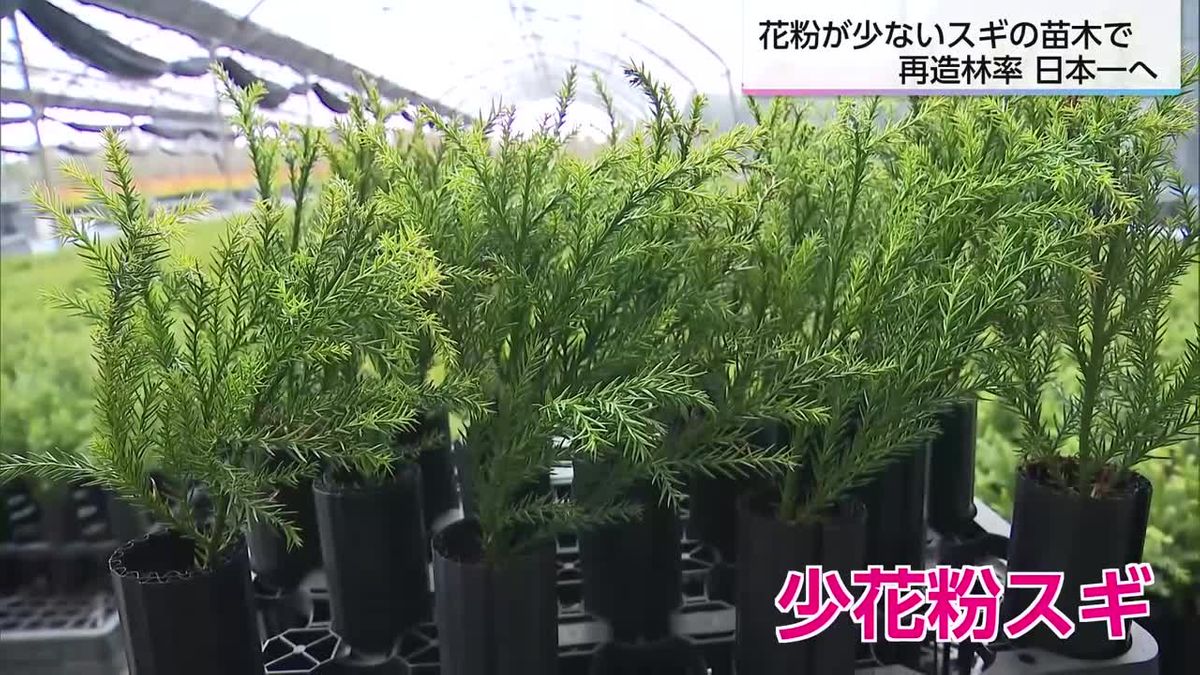 花粉量１％以下のスギ苗木も　宮崎県内で「花粉症対策苗木」の植栽進む