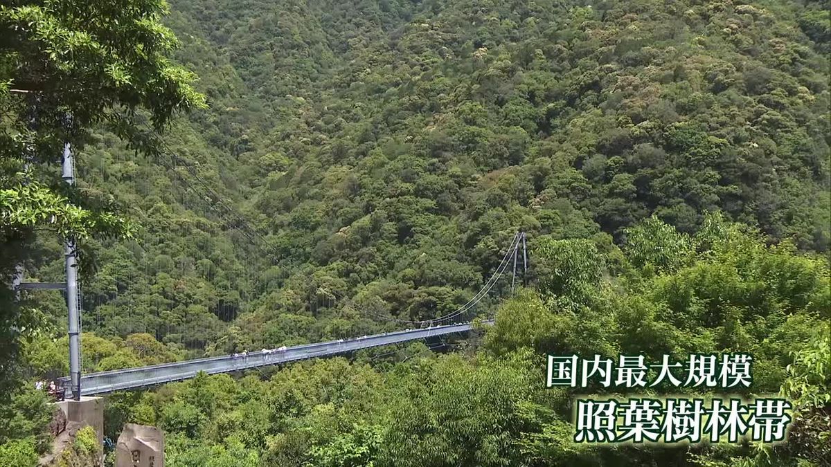 みどりの日　日本最大規模の照葉樹林帯　新緑の季節　綾の照葉大吊橋にぎわう