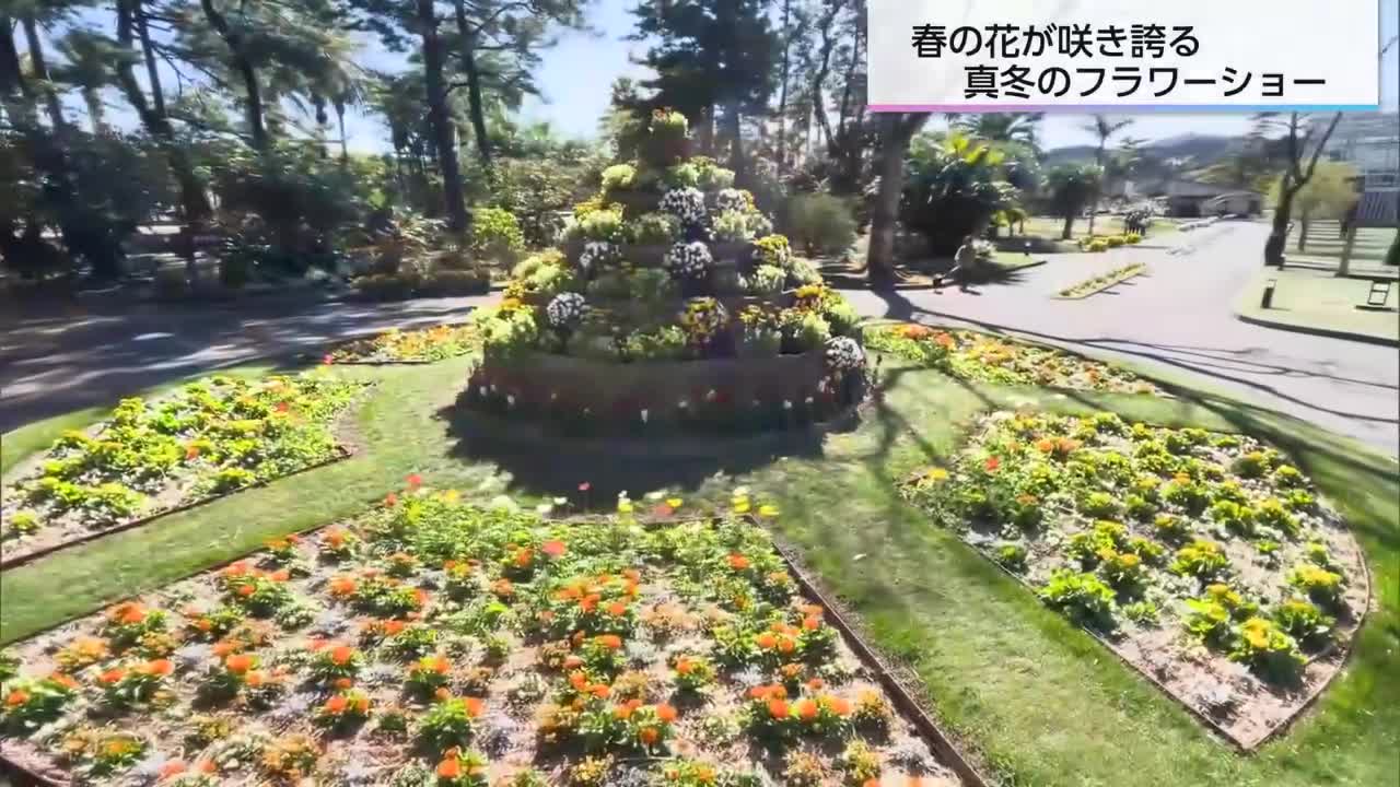 春を感じさせる景色広がる 青島で1万本の花咲き誇る （2026年2月4日