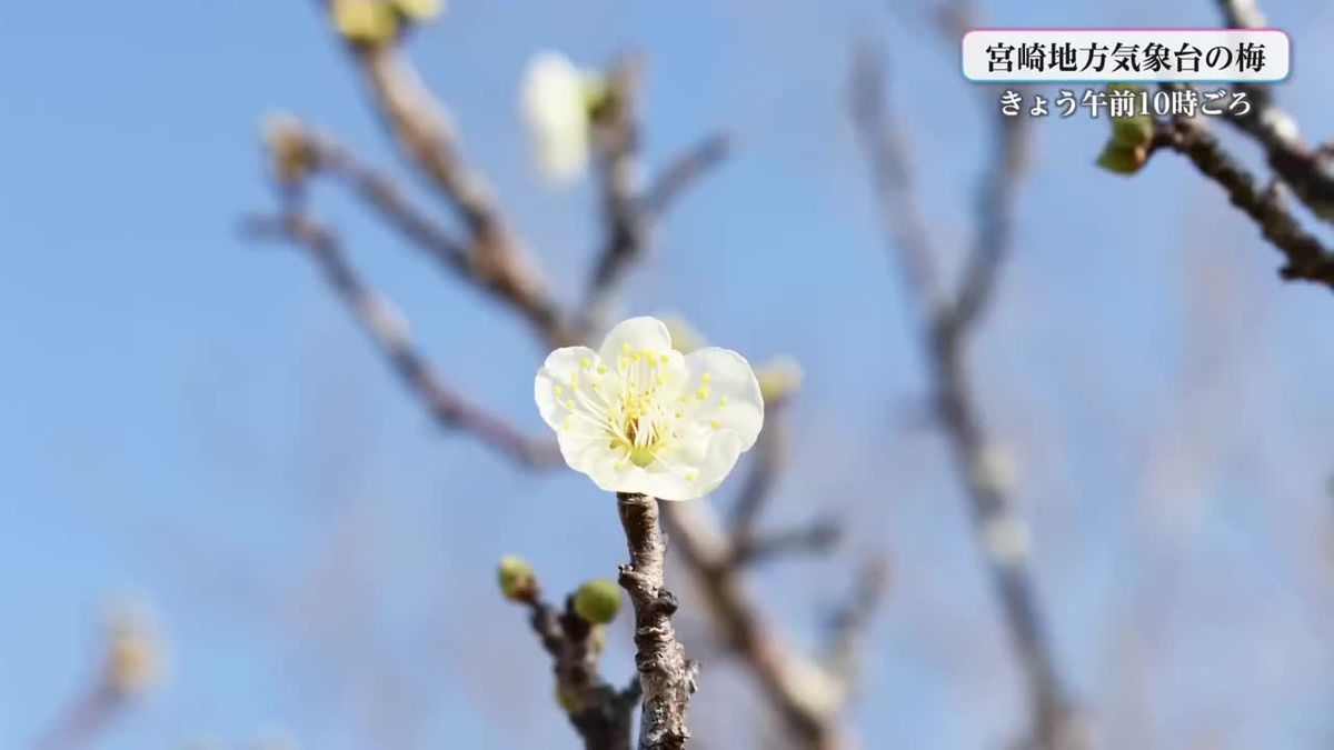 春の陽気　宮崎市で梅が開花