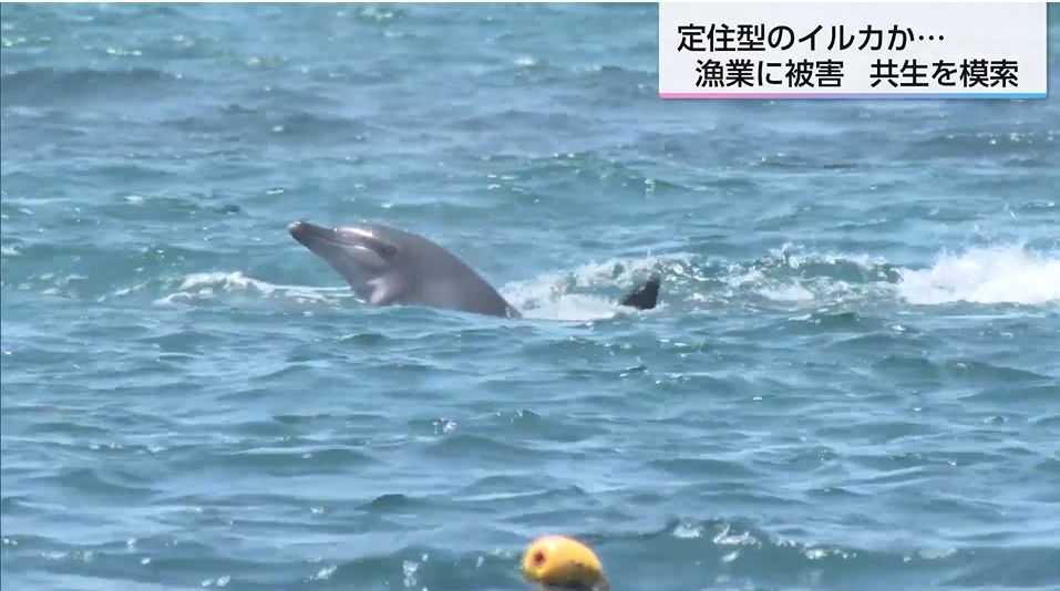 イルカ被害で2500万円の損失も…漁業者が直面する「深刻な食害」賢い