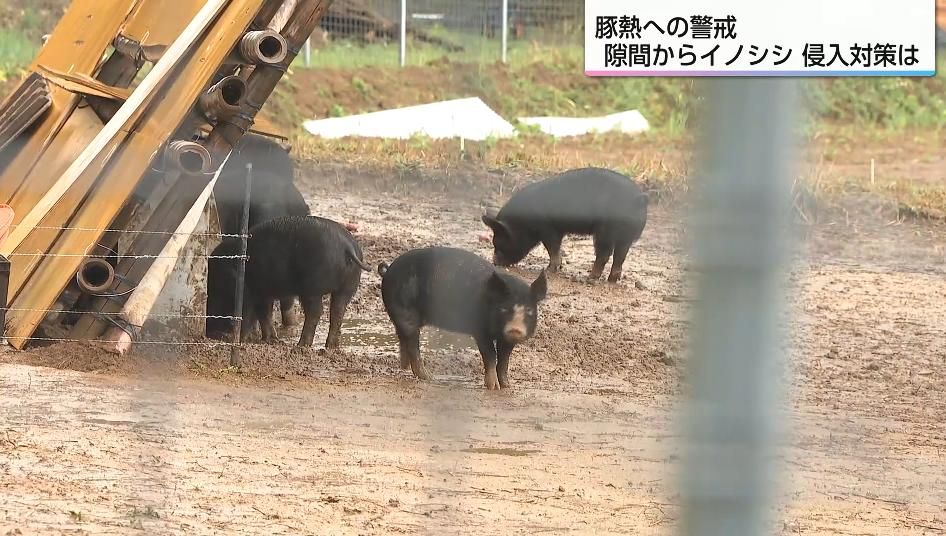 豚熱の確認を受け養豚場が取るべき対策は 野生鳥獣被害対策アドバイザー「アナグマが柵下に穴をあけ、イノシシが隙間に鼻を突っ込んで持ち上げる」
