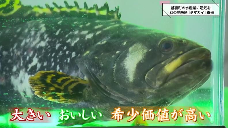 世界初成功！絶滅危惧種「タマカイ」完全閉鎖循環式陸上養殖 産官学