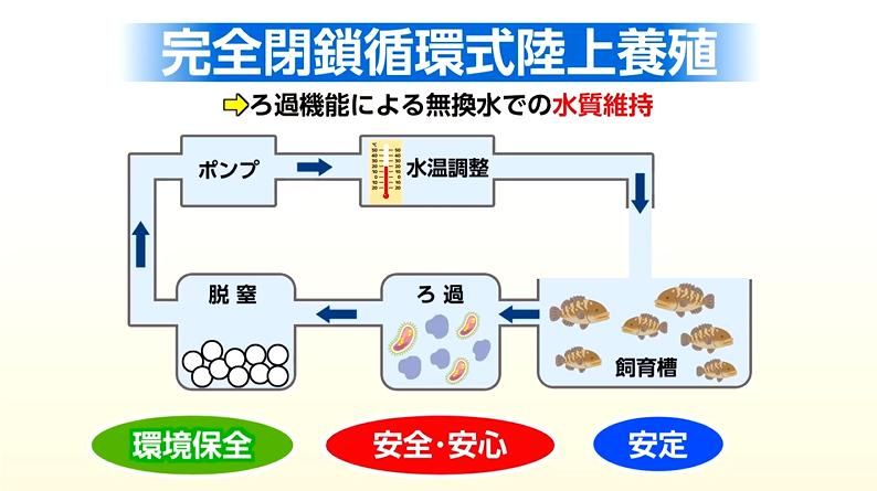 3ページ目 世界初成功！絶滅危惧種「タマカイ」完全閉鎖循環式陸上養殖