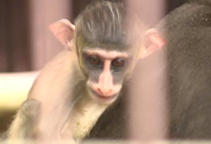 宮崎市フェニックス自然動物園　マンドリルの赤ちゃん愛称は「ヒナタ」に決定