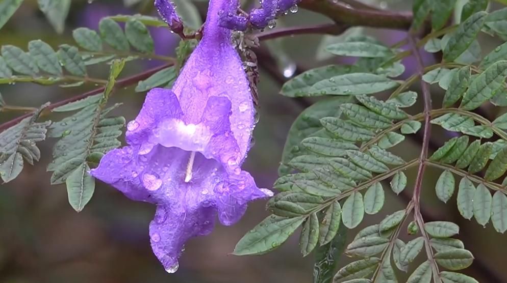 南米原産の世界三大花木「ジャカランダ」が開花　梅雨空に咲く可憐な花…宮崎県「道の駅なんごう」