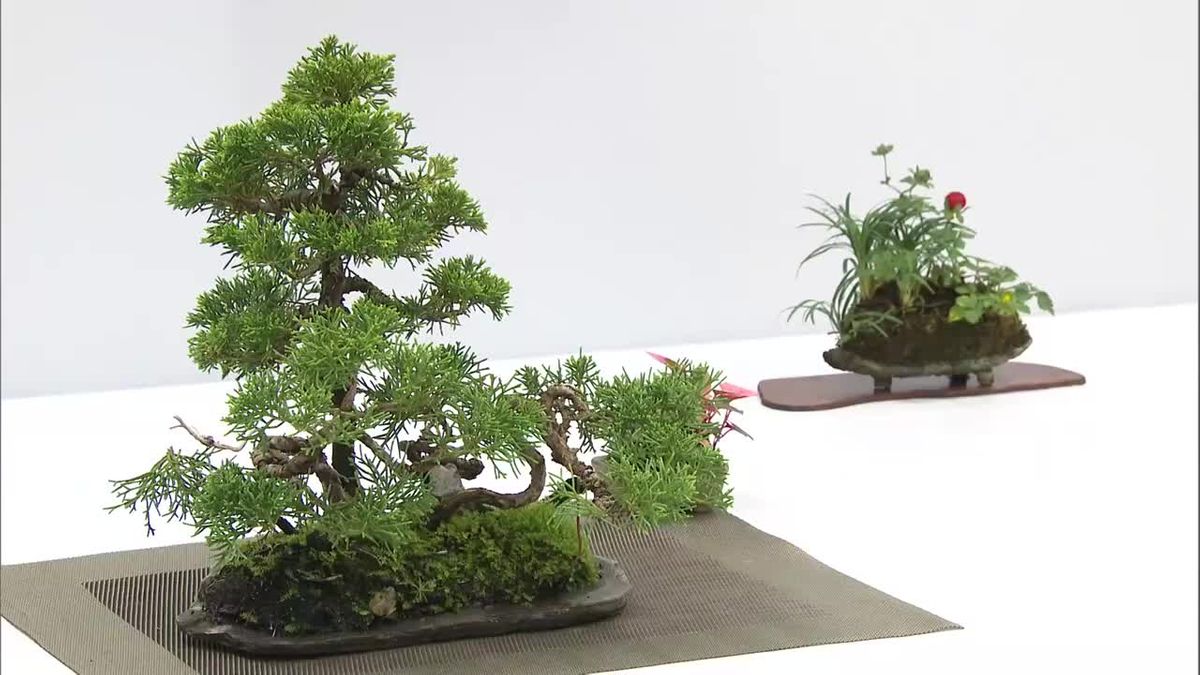 高さ30cm以下の盆栽で新緑の季節を表現　小品盆栽展示会