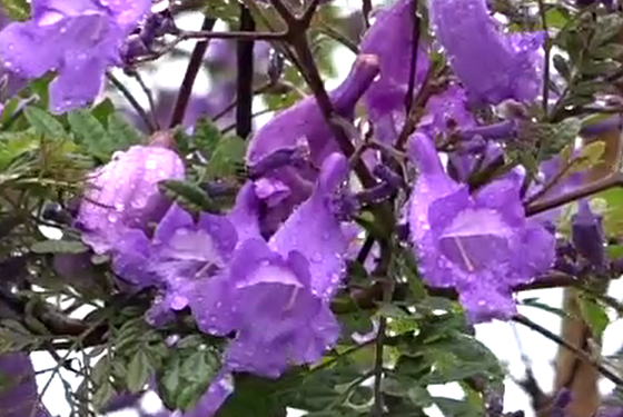 梅雨空に咲く可憐な花…日南市南郷町で世界三大花木のジャカランダ開花