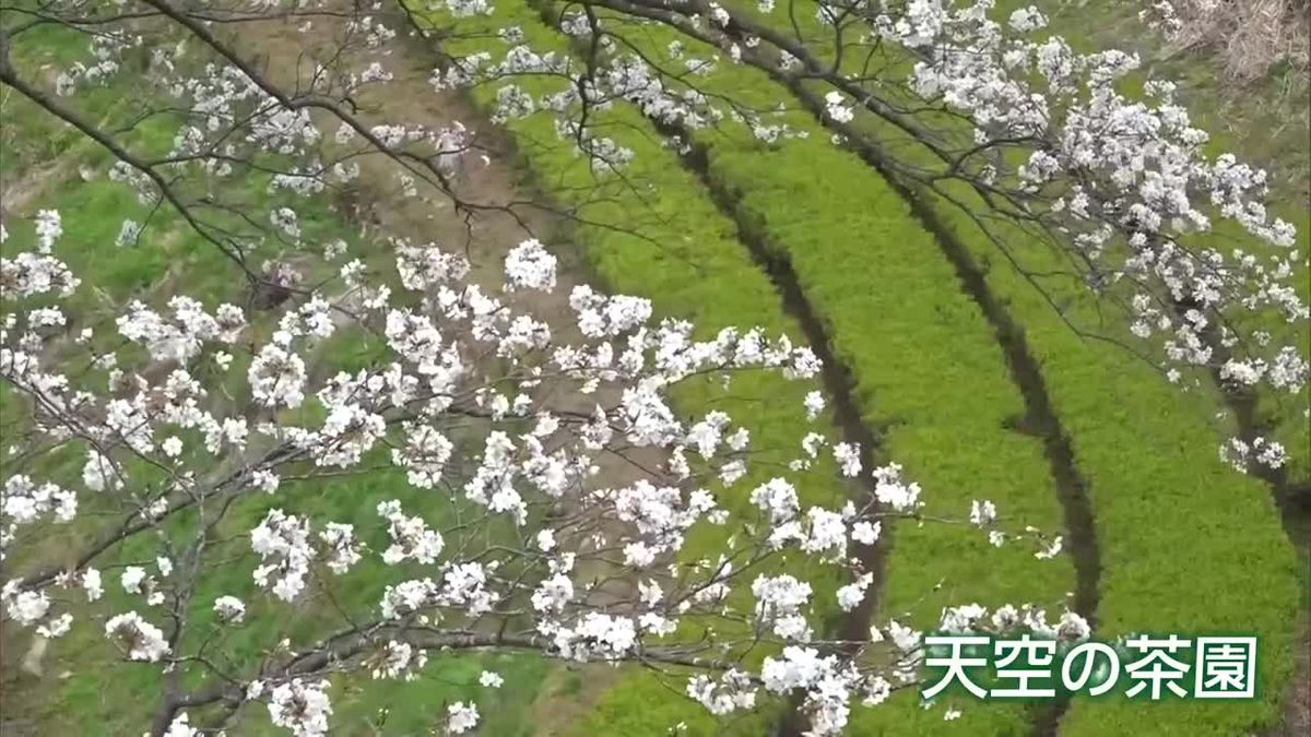 「天空の茶園」　日南市北郷町の井ケ田製茶　一番茶の収穫始まる