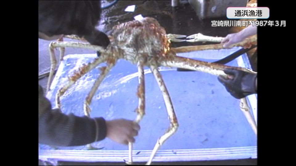 世界最大のカニと言われる「タカアシガニ」の大物！1987年の記録映像