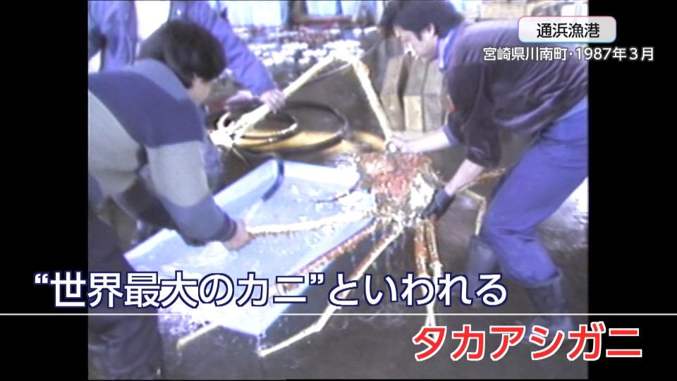 世界最大のカニと言われる「タカアシガニ」の大物！1987年の記録映像