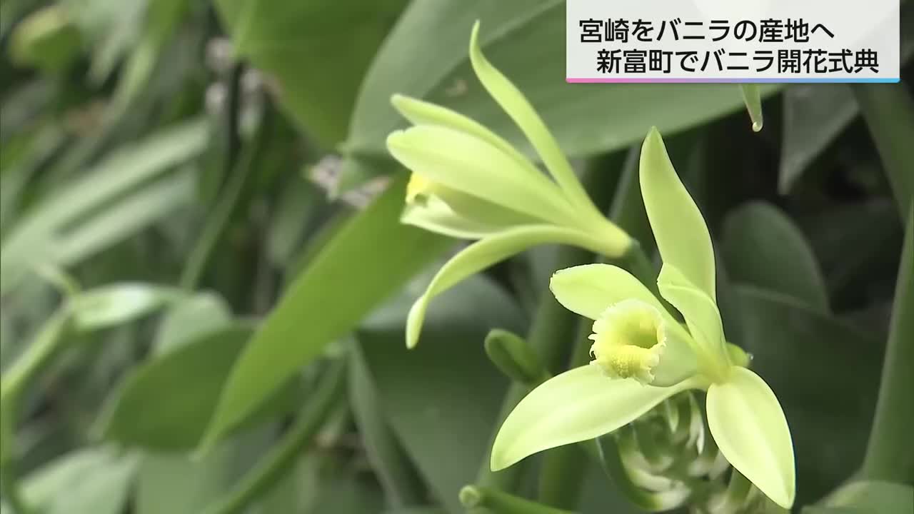 国内では希少な「バニラ」のハウス栽培 宮崎県新富町で今年初めて開花