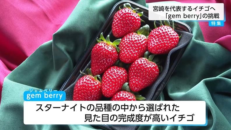 根元まで赤いイチゴは商品価値がない」は過去の話？ 宮崎発「スター