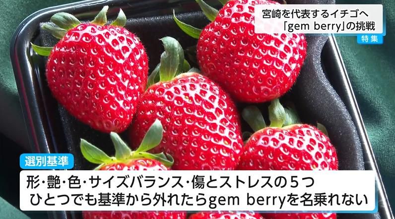 2ページ目 「根元まで赤いイチゴは商品価値がない」は過去の話？ 宮崎