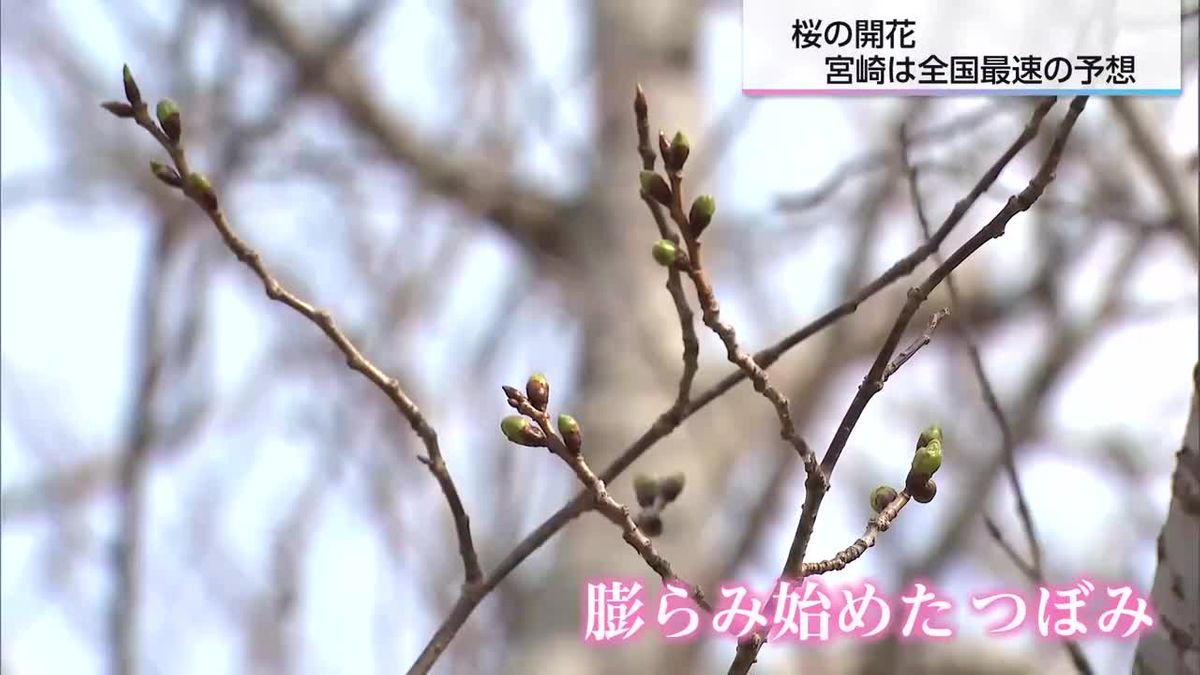 桜の開花予想　宮崎は３月２２日　全国で一番早い開花？