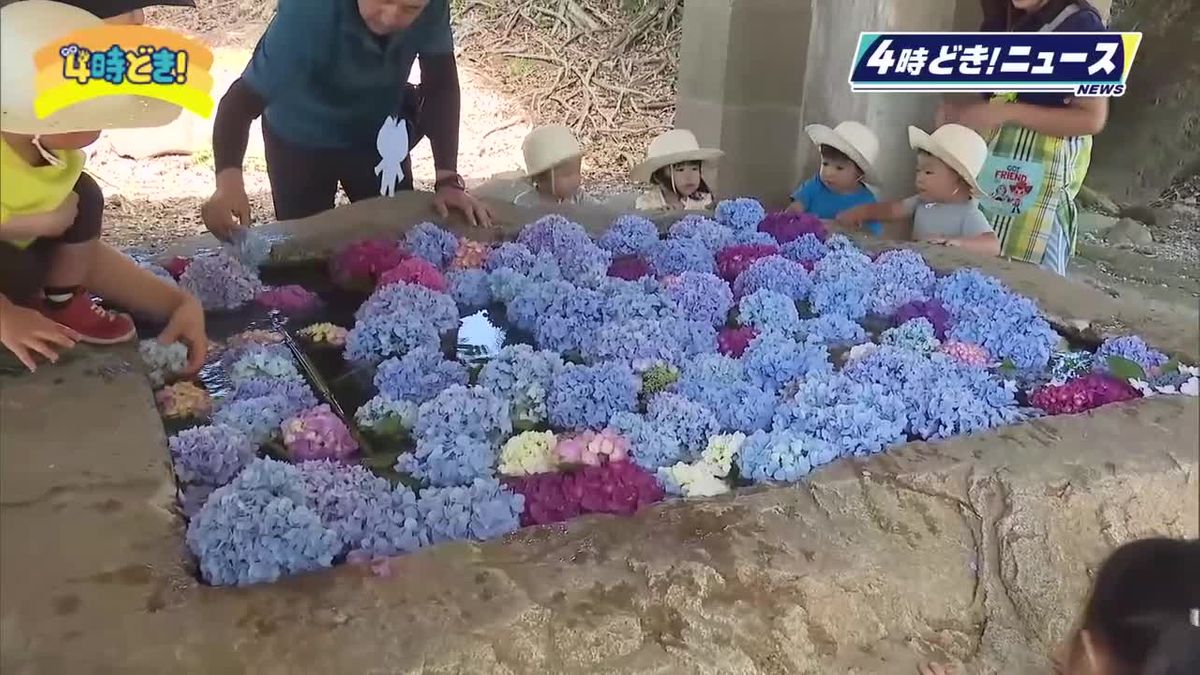 アジサイの花を浮かべる　宮崎市の平和台公園に花手水設置