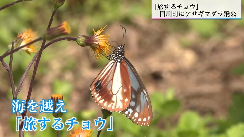 アサギマダラが桃源郷岬で羽休め スイゼンジナ300株に惹かれて「旅する