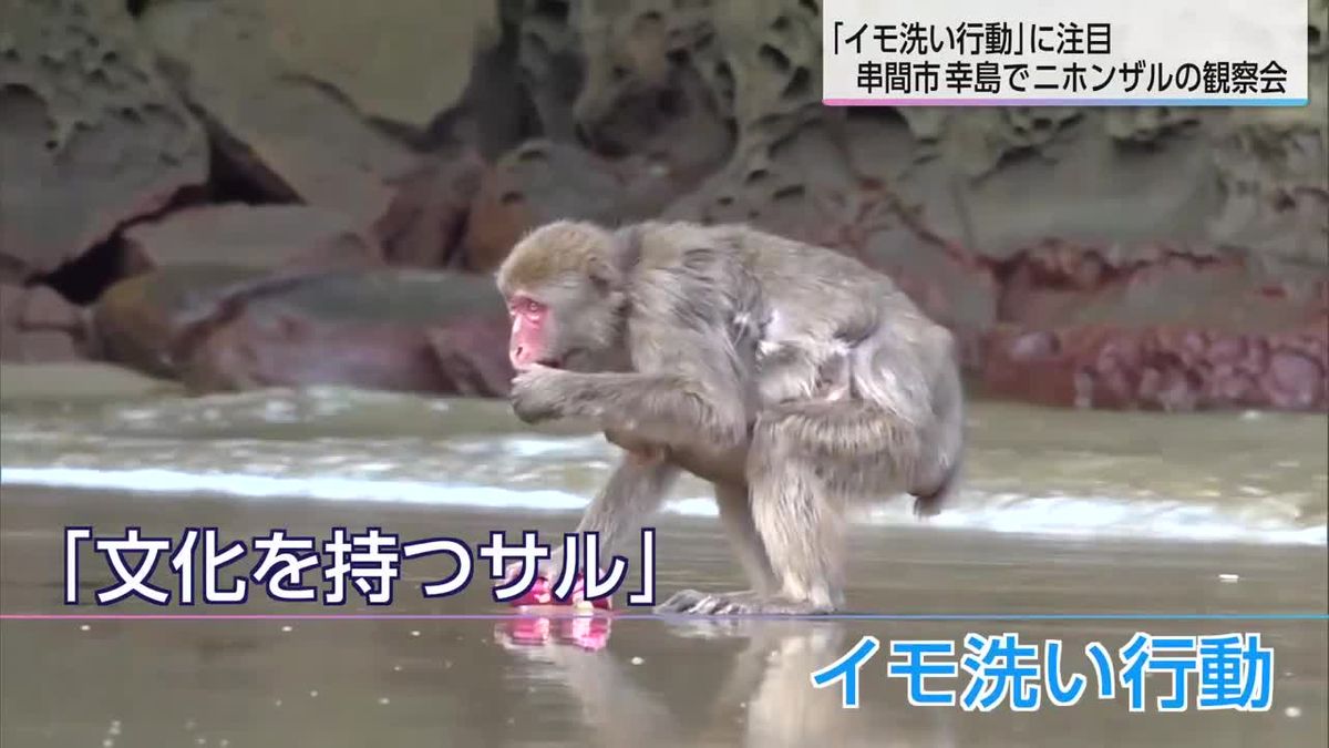 イモを海水で洗って食べる「文化ザル」　串間市・幸島でニホンザル観察会　