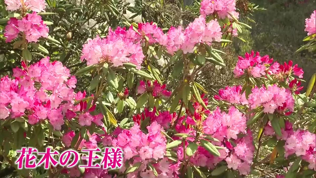 「花木の王様」シャクナゲが見頃　500種類3万本、日本最大級の規模で「しゃくなげ花祭り」