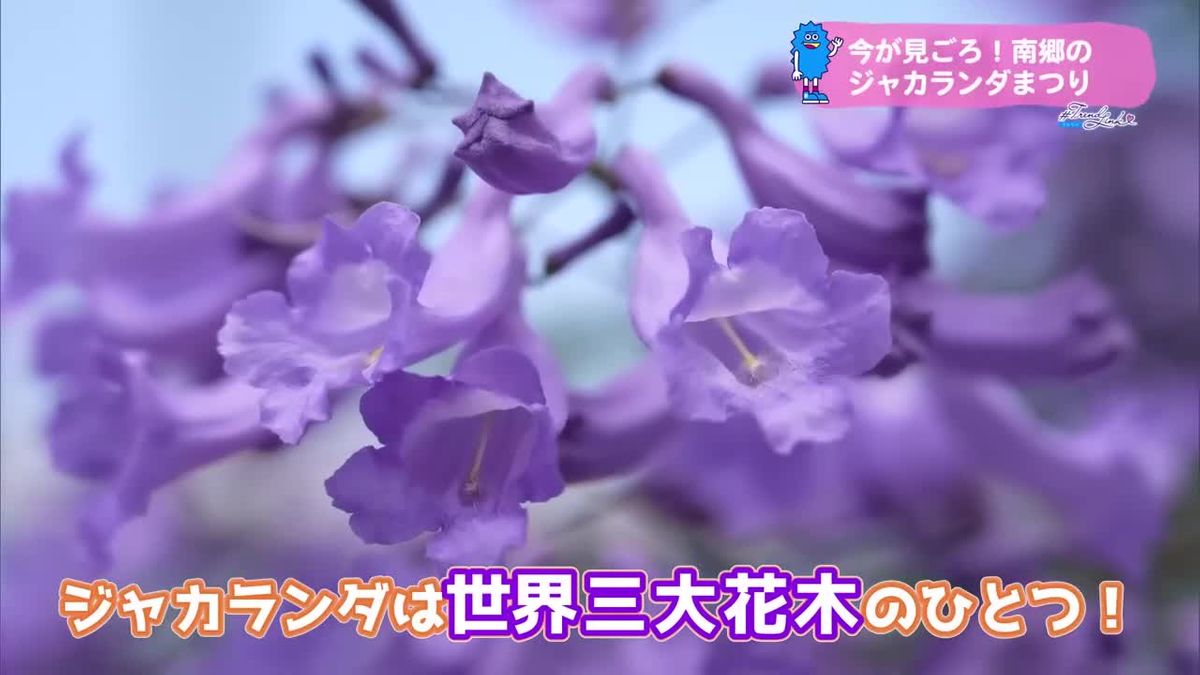 週末のお出かけに　今が見頃のジャカランダまつり【トレリン】