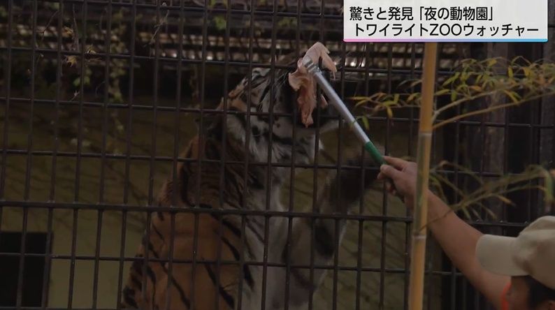 いつも寝ているトラが元気」夜の動物園で子どもたちが大興奮