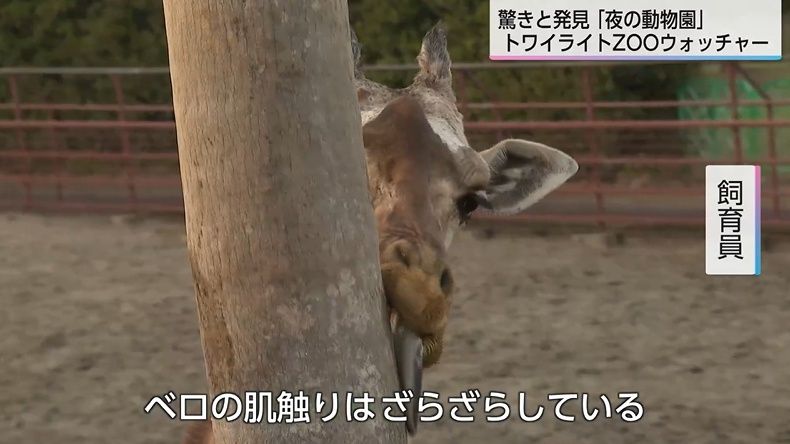 希少 ビンテージ ぱずるん動物園 ぞう とら らいおん だちょう 4体