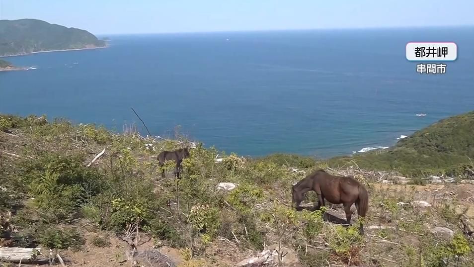「春駒」ことし初めての誕生 紺碧の海をのぞむ都井岬で母馬について歩く愛らしい姿に癒やされる 宮崎県串間市