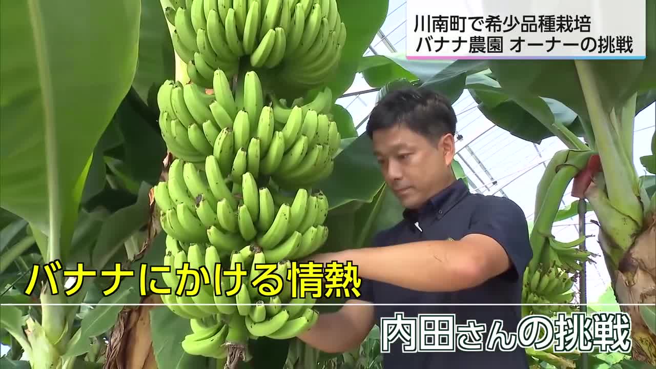 国内流通のわずか0.1％の希少な品種を栽培 バナナ農園ネクストファーム
