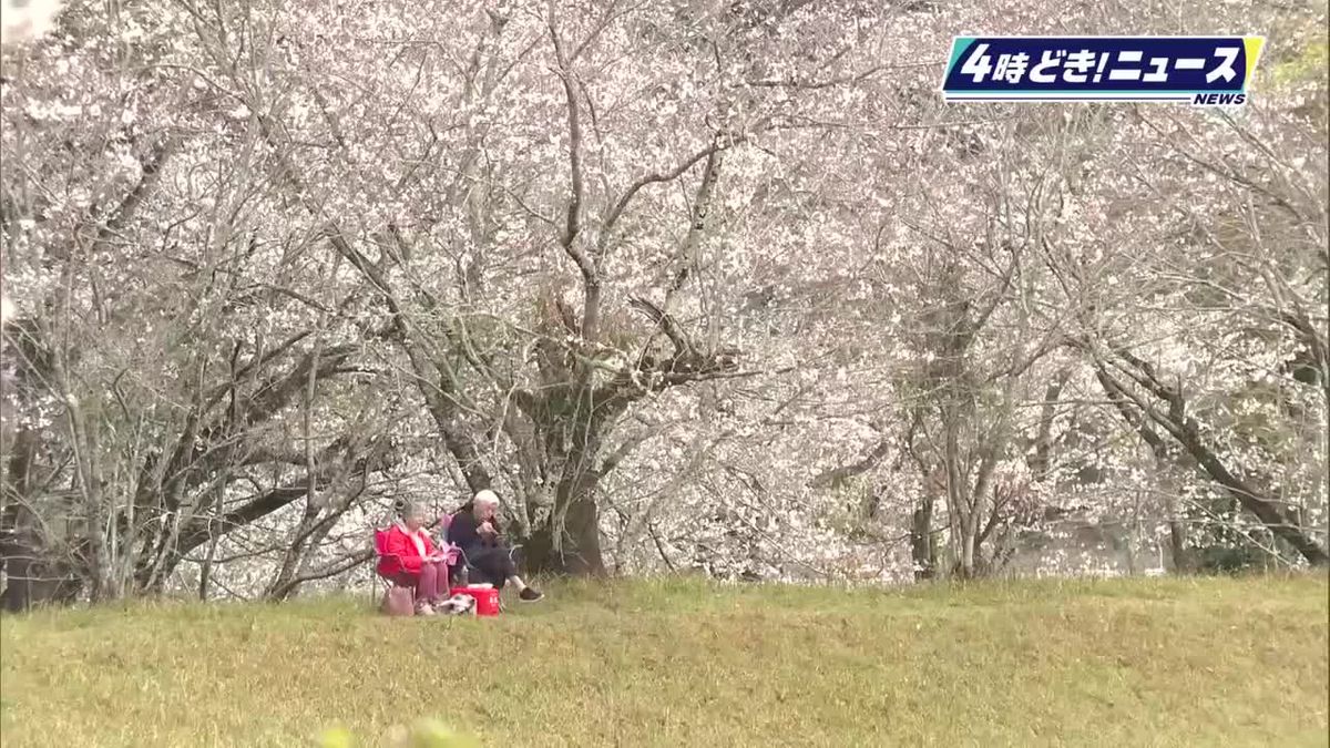 日南市の桜の名所　竹香園のソメイヨシノ見頃に　観光客や市民が花見楽しむ