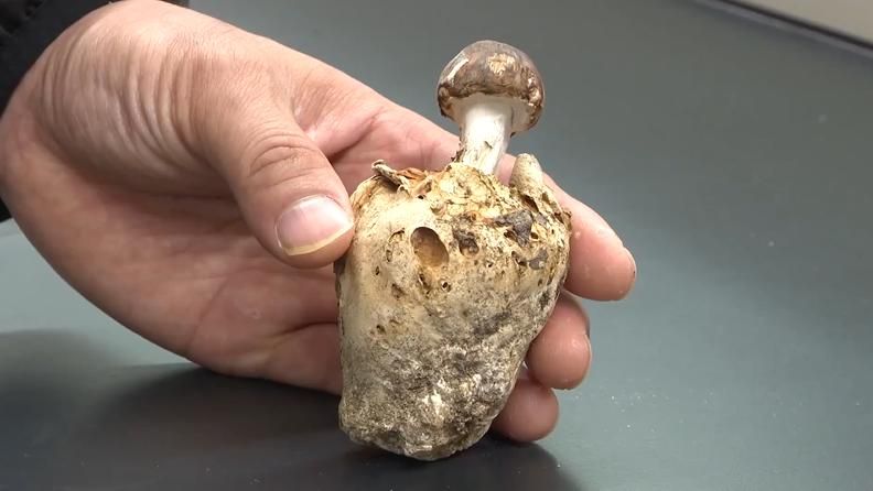 松茸そっくり！？珍しい「きのこ」を宮崎で初確認。国内4例目となる