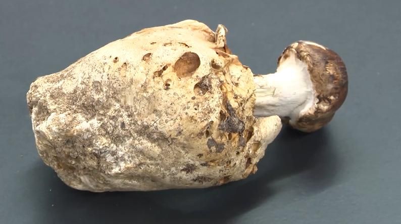 松茸そっくり！？珍しい「きのこ」を宮崎で初確認。国内4例目となる