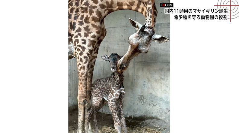 国内に11頭「絶滅危惧種マサイキリン」50年以上つづく命のバトンと子