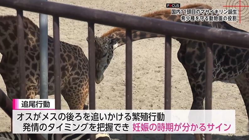 2ページ目 国内に11頭「絶滅危惧種マサイキリン」50年以上つづく命の